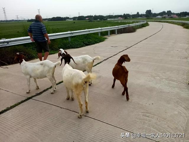 养羊的优势有哪些，如何养羊对于羊病防治你有什么好的经验