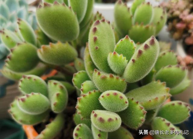 多肉乙女心图片:有哪些种类的多肉在5℃以下就需要入室养护？