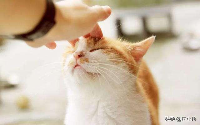 养猫记 by angelo:为什么很多人领养猫的时候都不要成年猫？ 养猫记小说