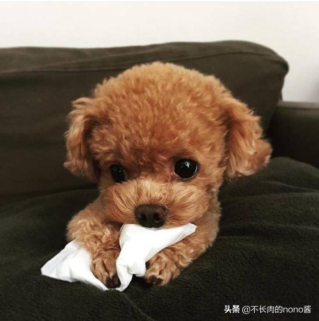 泰迪犬怎样训练不叫了:泰迪小狗小时蛮乖不乱叫，过了几个月长大了每天叫怎么办？