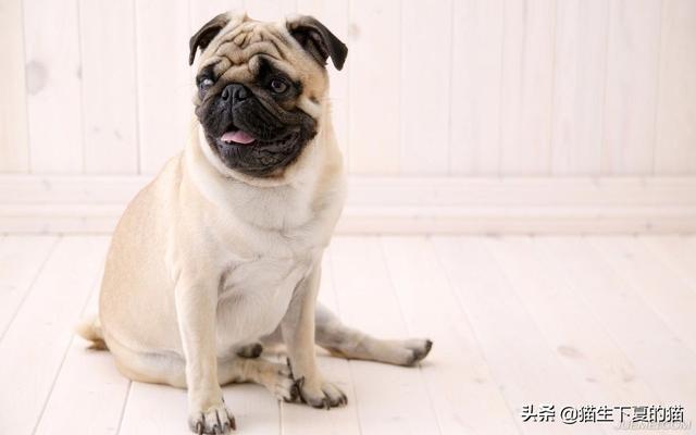 犬虫一扫光一吃就吐:狗狗吐是什么原因，狗得细小是什么症状？