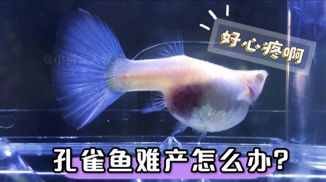 海鲜水族箱图片:水族箱图片大全 可以嗮嗮你们的鱼缸照片吗？