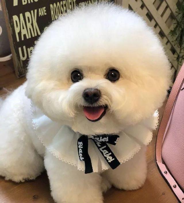 腊肠犬多少钱一只:金毛狗狗一般能活多少岁？一生有几个阶段？