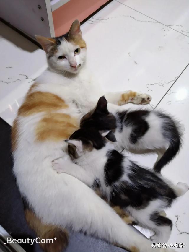 流浪狗和流浪猫图片:流浪狗和流浪猫在线阅读 看到流浪猫和狗就爱喂点吃的，流浪狗把人咬了。自己用负责吗？