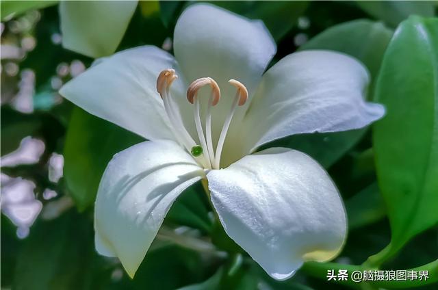 入门“残幅” “狗头”，真的能拍出质感通透的大片吗