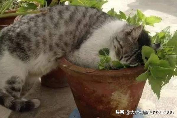 日本的盆景猫:如何用最简单的材料给猫咪做玩具？