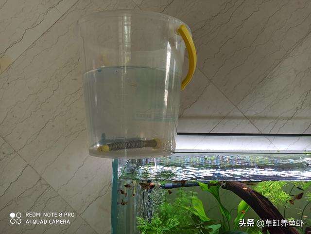 鱼缸水浑浊原因和解决方案图片:鱼缸不清澈，有点雾蒙蒙的感觉该怎么办？