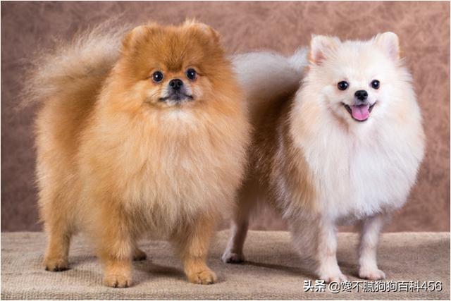 头条问答 - 养只博美犬好不好,有什么优点?(18个回答)
