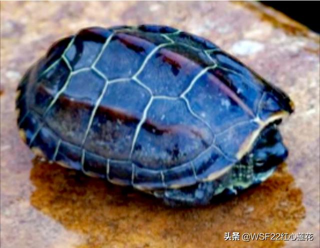 家养龟的种类:新手想养个乌龟，选择什么品种最好？