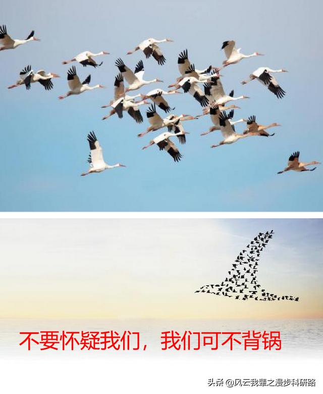 鸟的迁徙 法国:新冠肺炎有没有可能传染给鸟类，随着候鸟的迁徙传播到世界各地？