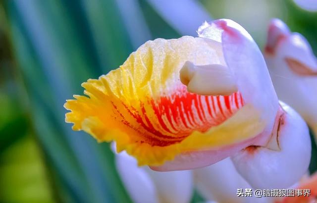 入门“残幅” “狗头”，真的能拍出质感通透的大片吗