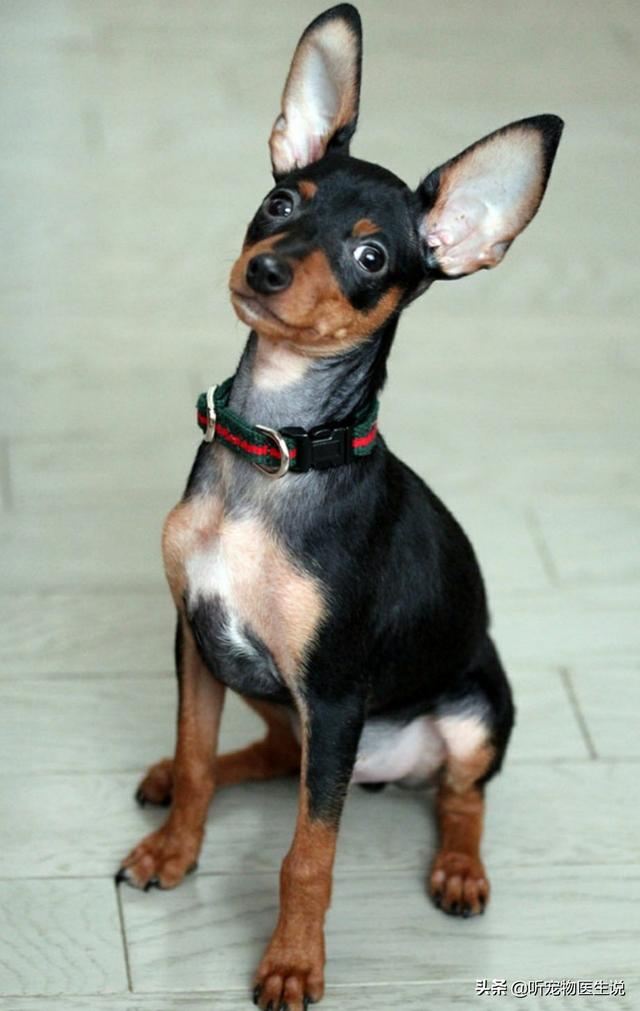 鹿犬:小鹿犬的腿打哆嗦，是怎么回事？是缺钙吗？ 鹿犬千万别养