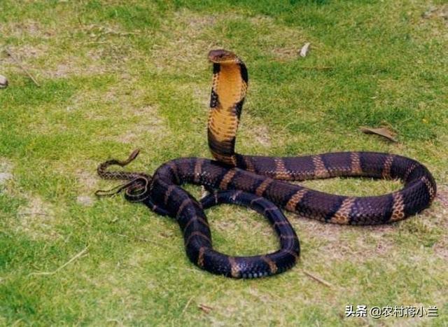 过山风 价格:立秋快到了，在地里干活碰到了过山峰怎么办？