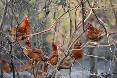 散养鸡舍:农村散养鸡要采取哪些措施预防鸡病？