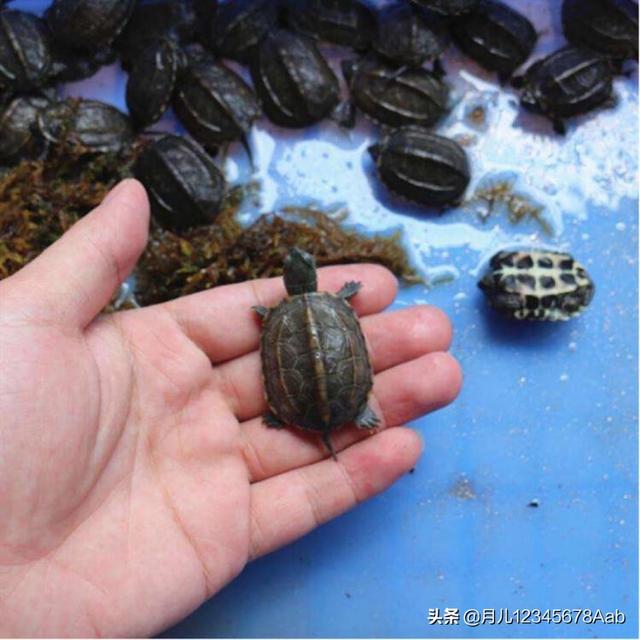 乌龟的饲养方法:乌龟该如何家养才能最省心？如何给乌龟制造一个属于自己的环境？