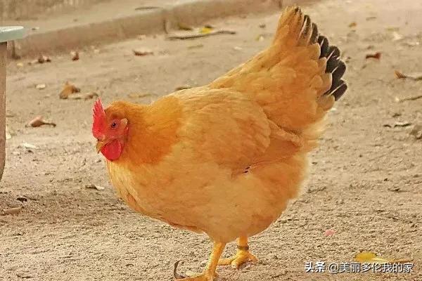 法国农场母鸡热死:蛋鸡场是如何处理老母鸡的？