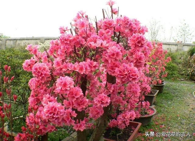 四季杜鹃花夏天怎么养:杜鹃花7月8月用什么肥？