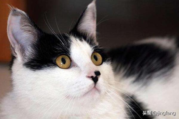 学校里养猫的坏处:大学生怎么在宿舍养一只猫？