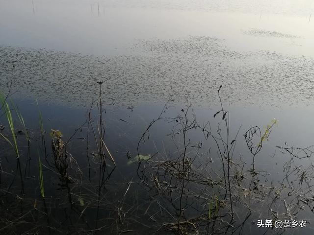 小龙虾养殖过程中 水草的栽培方法有哪些 秋名山车臣的回答 头条问答