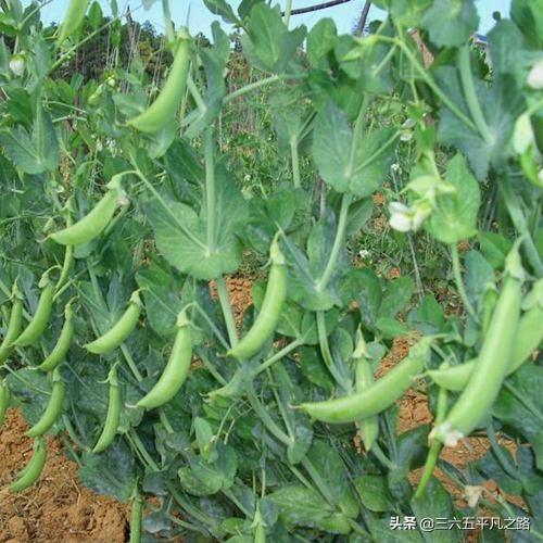 头条问答 豌豆尖掐了 会影响结豆吗 17个回答