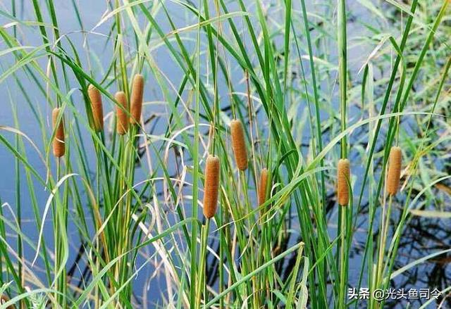 广东本地水草种类:草缸里不用加热棒、二氧化碳养的水草有哪些推荐？