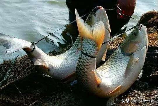 虎门软骨鲫鱼养殖基地:万能的头条钓友，东莞附近有哪些地方野钓的鱼是可以吃的？