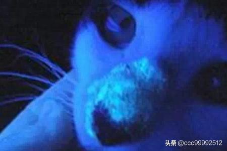 伍德氏灯:伍德氏灯可以照人的皮肤吗 怎么寻找室内猫尿臊味的来源？