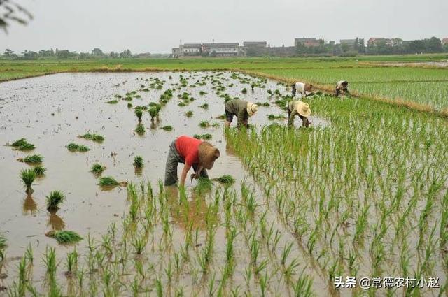 斗牛犬躲冰箱避暑:以前农村双抢的时候，他们怎样避暑？