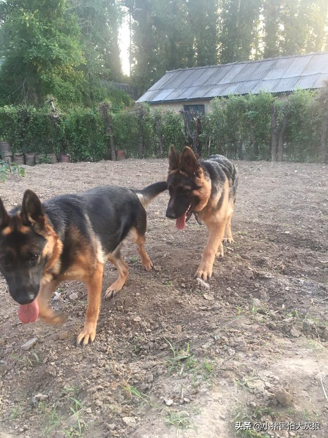 德国牧羊犬幼犬喂养方法:5个月的德牧幼犬喂养有哪些注意事项？
