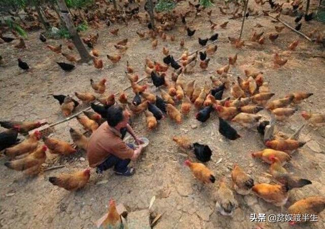 致富经养杜宾犬视频:40岁不想在外打工啦，想回农村创业，有什么养殖项目介绍吗？ 致富经养杜宾犬