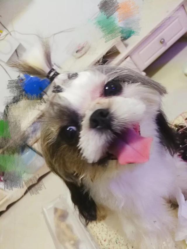 萌狗狗:养只西施犬怎么样？萌不萌？