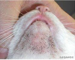 性价比最好的猫粮:猫粮什么牌子好又便宜？当然不要太廉价的啊？