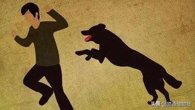 狗狗冲冲冲在线观看:狗狗故意做坏事，是因为我打骂过它吗？狗狗会记仇吗？