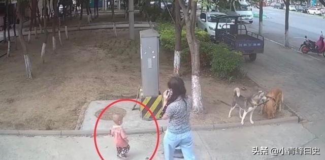 美女与大黄狗免费视频:女子路边树上拴狗没让儿童靠近，老人骑车猛撞狗主人，你怎么看？