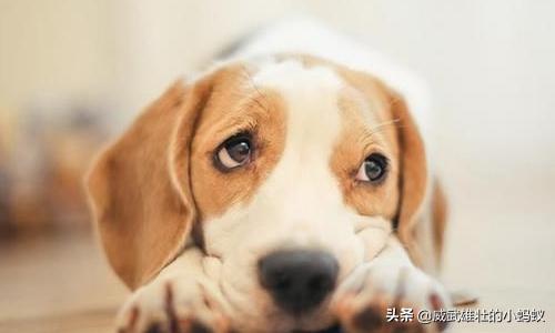 照顾狗狗:宠物狗最需要怎样的陪伴？