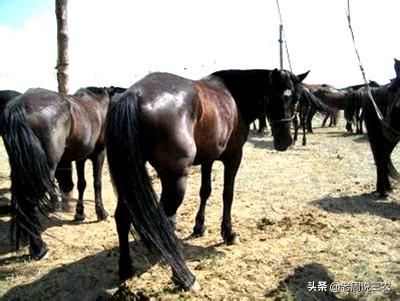 马及时简介:你了解的姓马的历史名人有哪些？其中你最喜欢谁？