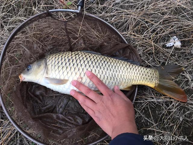 刘俊纬多高:钓位离水面多高为宜？要注意什么？