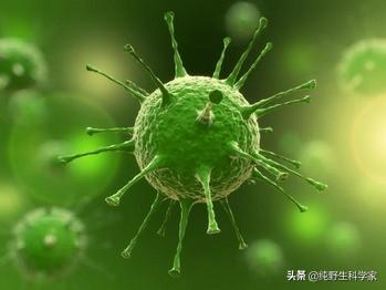 动物星球 史帝夫:动物们都懂天垂象！就人类不懂？为什么人还觉得自己聪明高级呢？
