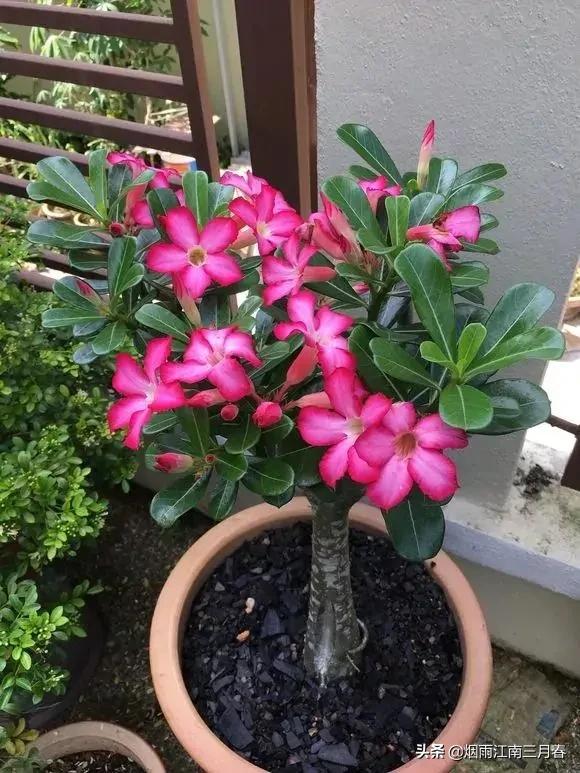 头条问答 刚上盆的沙漠玫瑰能晒太阳吗 烟雨江南三月春的回答 0赞