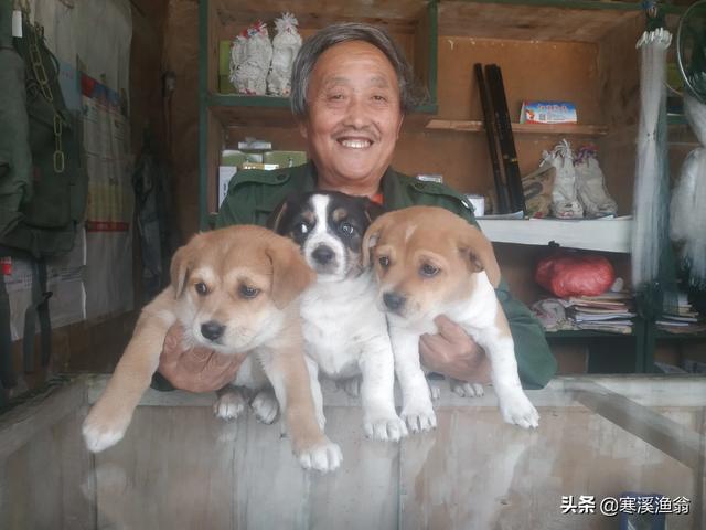 法兰德斯牧牛犬造句:好的牧羊犬可以代替人放羊吗？