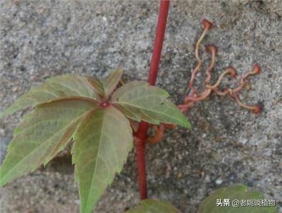 爬山虎怎么种(爬山虎怎么种植好?对环境有什么要求?)