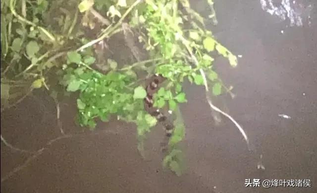黄河底下有多恐怖照片，贵州一工地宿舍惊现1.5米银环蛇，毒性有多猛被咬了该怎么办