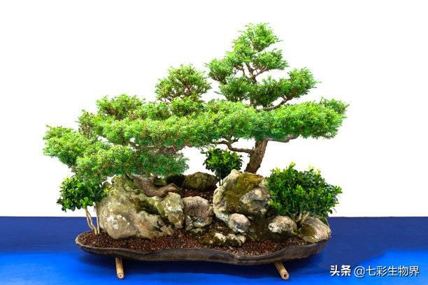 黄杨球修剪评分标准:黄杨球怎么修剪 黄杨球叶子发卷怎么、回事？