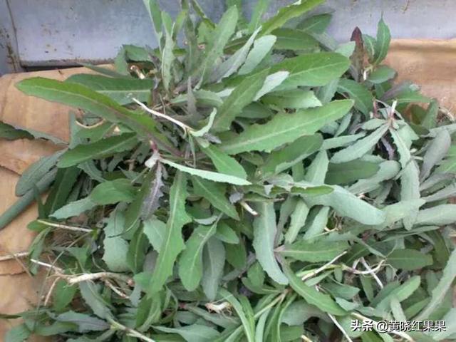 曲曲芽的种植技术和要点有哪些？