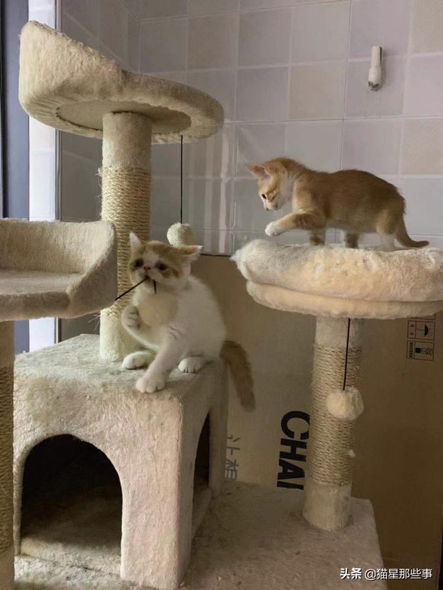 关在家里的猫的猫瘟吗:猫咪换了新环境以后会容易得猫瘟吗？该怎么预防？