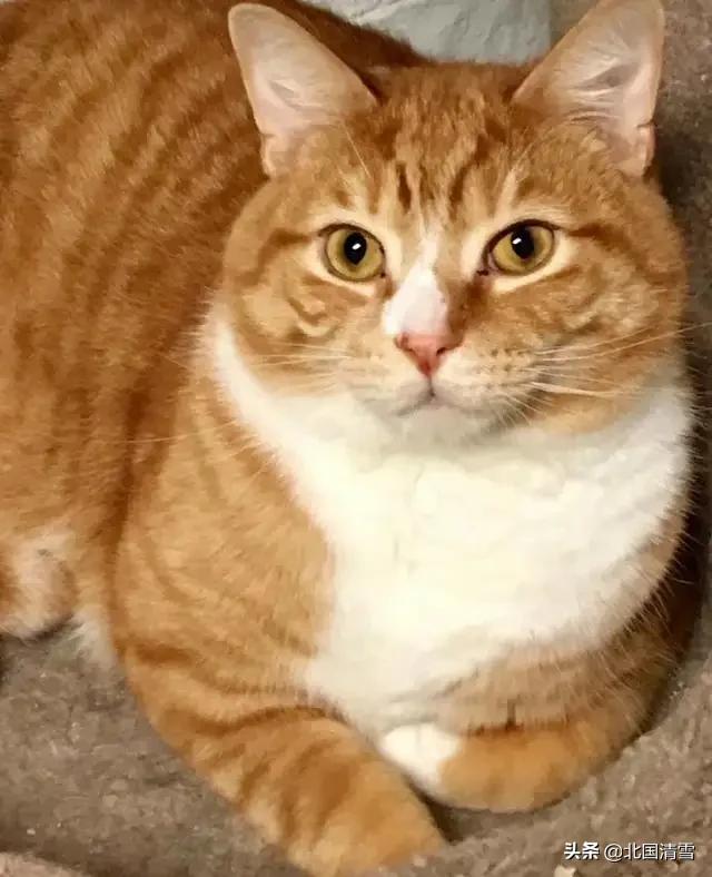 养猫的男人 八点档:为什么说，男不养猫？有什么依据吗？