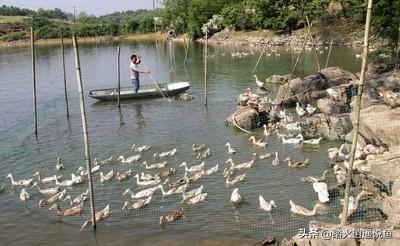 亚峰水族搬家:水上面建鸡场，上面养鸡，下面养鱼，这样的养殖基地可行吗？