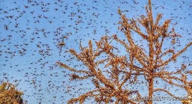 蝗虫在印度是怎么被灭的，印度爆发三十年的蝗灾，我们紧邻印度，蝗虫会飞到我国吗