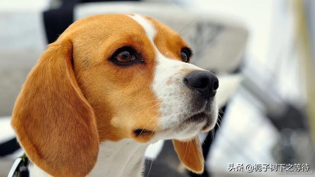 宠物健康护理员怎么样:石家庄宠物护理哪家专业？