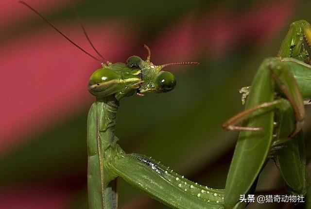 雀尾螳螂虾打手指:据说澳洲的宽足袋鼩会因为繁衍后代致死，这具体是咋回事呢？